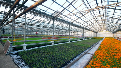 Massive glasshouse with various blooming flowers