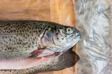 2 Whole rainbow trout fresh from the fishmonger set on transparent foil on the kitchen top