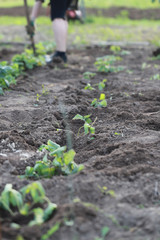 strawberry bed in the spring in the ground, weeding strawberries from weeds, summer care, garden season