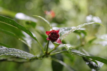 Beautiful flowers of Costa Rica