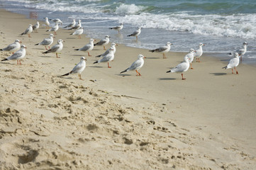 Seagulls on a sandy seashore filmed on a cloudy autumn day.