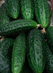 Lots of green cucumbers, spring vegetables, vegetables on the table, cucumbers in a basket on a white table