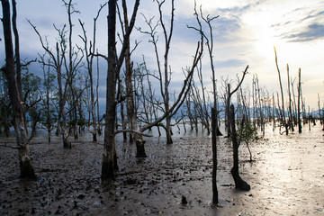 Mangrove forest at Baku National Park, Borneo - Malaysia