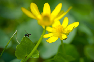 little fly sits on a leaf with yellow flowers on a green background