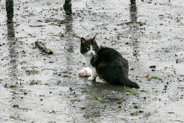 干潟の猫　千葉県習志野市　日本