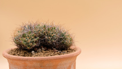 isolated plant on background