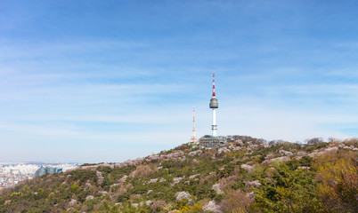 Obraz premium Spring Time and cherry blossom in Spring with Seoul Tower Seoul South Korea