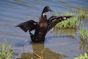 Wundersch&ouml;ne Hausente mit schillernden gr&uuml;nen und lila Federn 