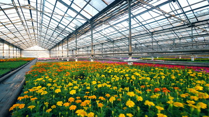 Potted flowers are growing in a spacious glasshouse