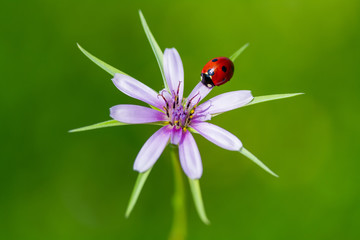 Fototapeta premium Ladybug and flower on sun