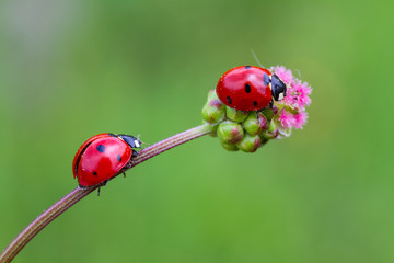 Ladybug and flower on sun