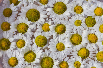 background of yellow flowers