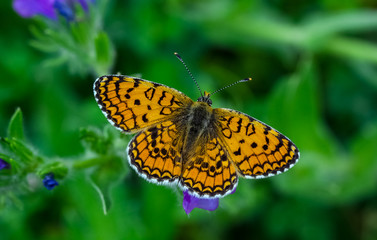 Obraz premium butterfly on flower