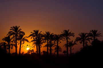 Sunset behind silhouette of coconut palm trees