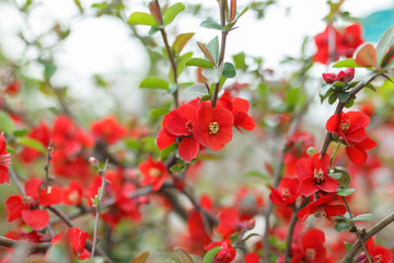 Japanese quince flowers, close - up