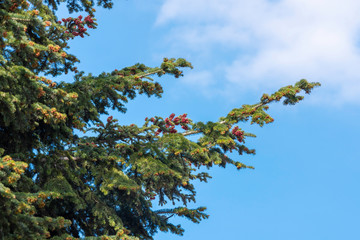 Obraz premium Green fir tree branches with young red cones on blue sky with white cloud