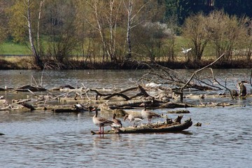 Fototapeta na wymiar Group of goose on a lake 