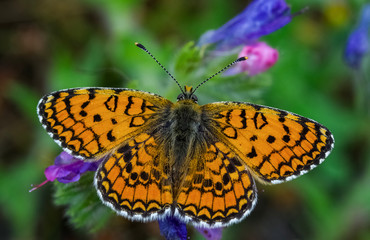 butterfly on flower