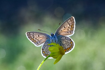 butterfly on a flower