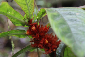 Beautiful flowers of Costa Rica