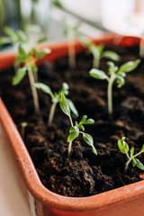 Seeds of plants in a plastic box container for seedlings. Seeds prepared for planting in the ground. Seeds of tomato and pepper close up.