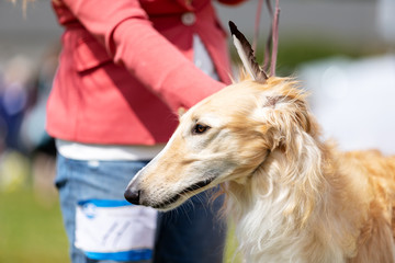 Red borzoi outdoor on dog show at summer