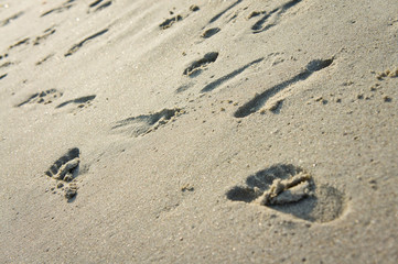 Fototapeta na wymiar Footprints of bare feet on a sandy seashore filmed on a sunny summer day.