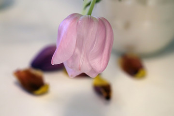 Beautiful pink & purple tulip flowers in a macro / closeup image. These tulips have started to die and dry a bit and some of them have dropped their petals to a white table. White flower pot. Color.