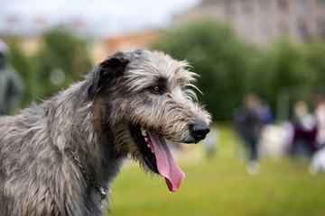 Irish wolfhound outdoor on dog show at summer