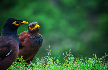 Myna Bird in the grass