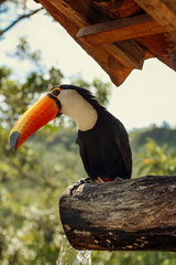Tucano debaixo do telhado em cima de uma cascata feita em um tronco de madeira velha.