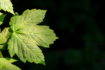 Green leaves of a sycamore tree in spring, against a black background