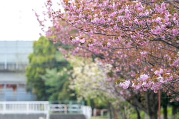公園の八重桜　千葉県習志野市　日本