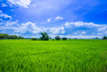 green field and blue sky with clouds