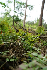 tree in the woods