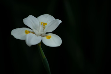 Obraz na płótnie Canvas Simple flor blanca