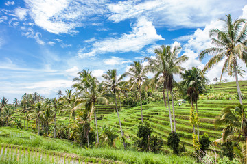 Obraz premium Fabulously colorful rice fields - Terraces - Bali - Indonesia Mount Batukaru in the background
