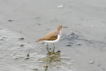干潟の野鳥　千葉県習志野市　日本