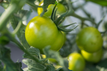 Dojrzewający pomidor.