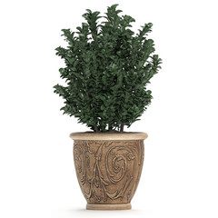 buxus topiary in classic flowerpots for the street isolated on white background