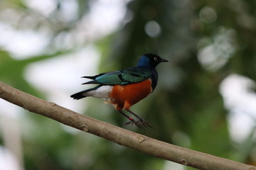 Three-Colored Starling bird of paradise in Wildlands nature park, occurs in East Africa jumping on a twig