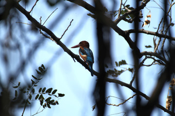 Kingfisher at Keoladeo Ghana National Park, India