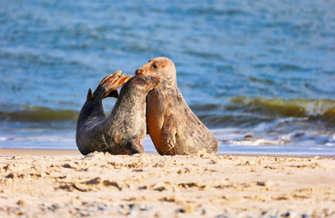 Grey Seal at the Island Helgoland, Germany, Europe