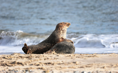 Naklejka premium Grey Seal at the Island Helgoland, Germany, Europe