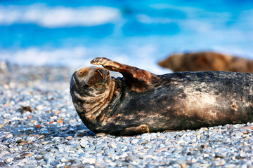 Obraz premium Grey Seal at the Island Helgoland, Germany, Europe