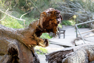 Tree seems like monster in the forest