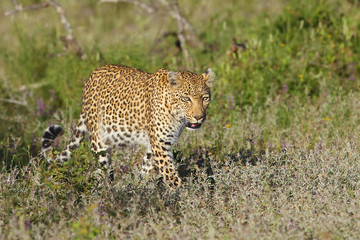 The African leopard (Panthera pardus pardus) old female walking on the savannah.Leopard in typical landscape in South Africa.