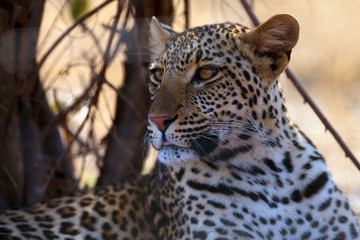 Fototapeta premium The leopard (Panthera pardus), portrait with sticking out tip of tongue at sunset. Leopard in yellow dry bush in South African savannah.