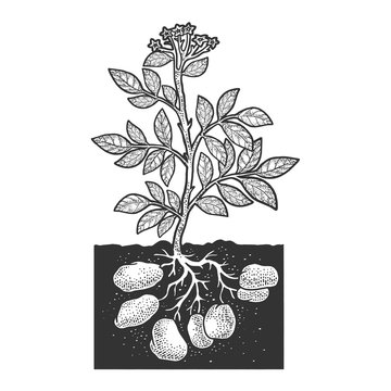 Potato plant root vegetable sketch engraving vector illustration. T-shirt apparel print design. Scratch board imitation. Black and white hand drawn image.