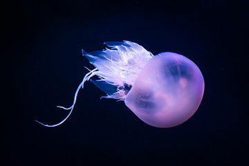 purple jellyfish rhizostoma pulmo underwater